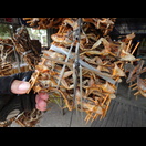 Frösche von der Unterseite